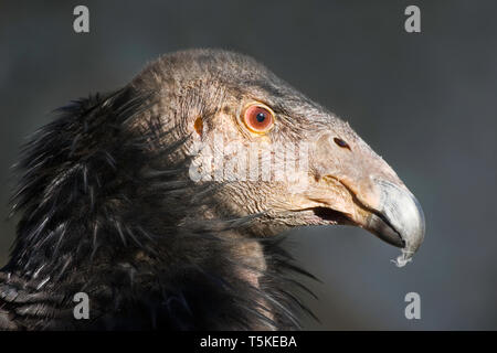 Kalifornische Kondor, Gymnogyps californianus, Captive unreifen Vogel, Zoo von San Diego, Kalifornien, USA, Januar Stockfoto