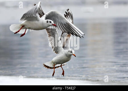 Schwarze Leitung Möwen im Flug über eisigen Fluss (Chroicocephalus ridibundus) Stockfoto