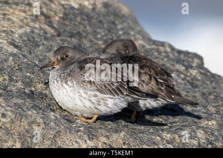 Meerstrandläufer Paar Stockfoto