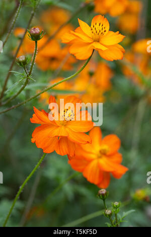 Cosmos sulfureus 'Tango' Blumen. Stockfoto