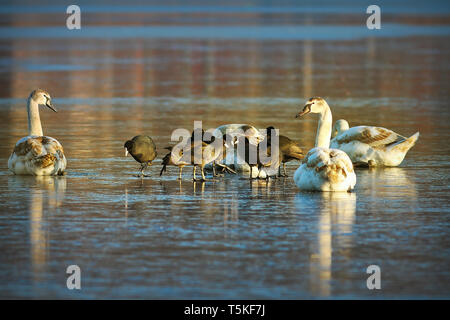 Schwarm Vögel verhungern im Winter (mute swans-Cygnus olor und Eurasischen schwarzen Blässhühner - Fulica atra) Stockfoto