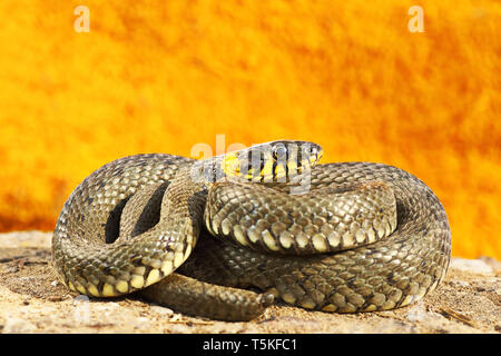 Volle Länge bunte Ringelnatter (Natrix natrix) Stockfoto