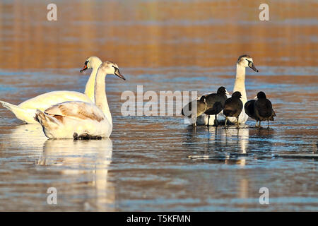 Höckerschwäne (Cygnus olor) und Blässhuhn (Fulica atra) gemeinsam auf gefrorenen Teich Stockfoto