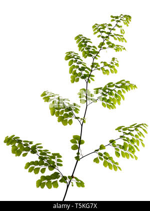 Einzelne schwarze stammte Wedel der Hardy maidenhair fern, Adiantum venustum, auf weißem Hintergrund Stockfoto