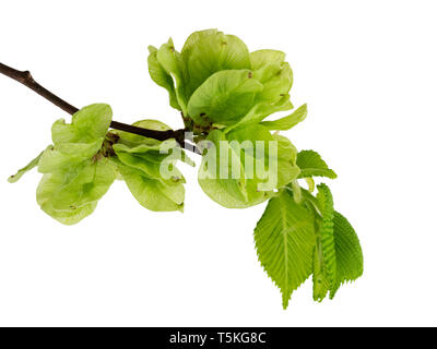 Frühling Laub und geflügelten Samen der BRITISCHEN native Wych Ulme, Ulmus glabra auf weißem Hintergrund Stockfoto