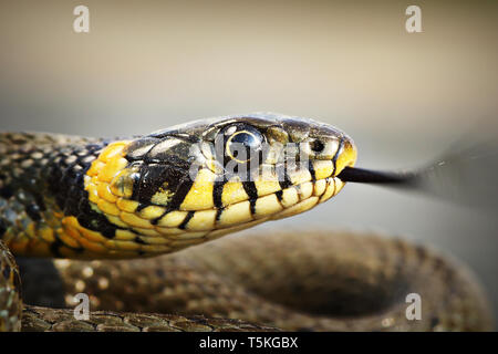 Porträt einer bunten Ringelnatter (Natrix natrix) Stockfoto