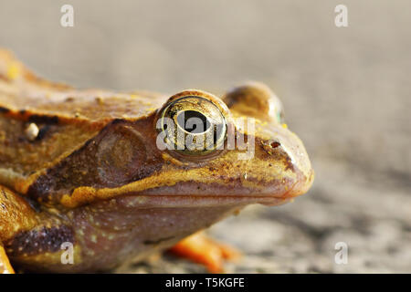 Rana dalmatina, Feder portrait nach Ruhezustand (Gemeinsame agile Frog) Stockfoto