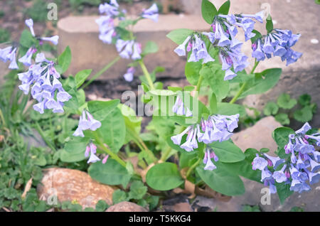 Bluebell Blumen in einem Blumenbeet Stockfoto