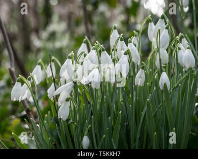 Schneeglöckchen, Galanthus Pflanzen in Blüte. Stockfoto