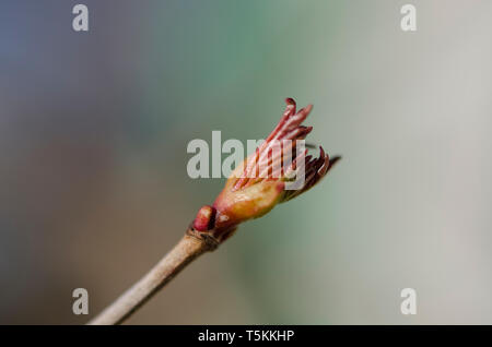 Viburnum plicatum Blätter öffnen im frühen Frühling. Garten Stockfoto