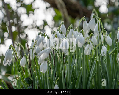 Schneeglöckchen, Galanthus Pflanzen in Blüte. Stockfoto