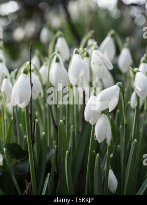 Schneeglöckchen, Galanthus Pflanzen in Blüte. Stockfoto