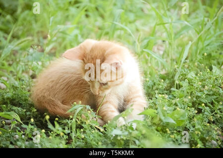 Orange-gelbe Kätzchen beim Spielen im Gras Stockfoto