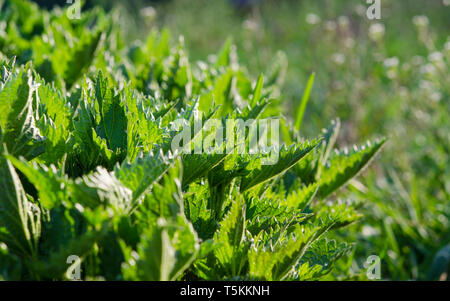 Junge Grüne Feder Brennnessel wächst im Garten unter der Frühlingssonne Stockfoto