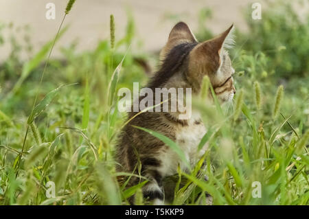 Tabby Kitten im Gras drehte sich in die andere Richtung Stockfoto
