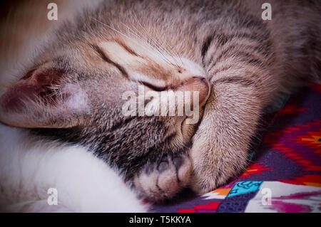 Adorable Junge Tabby Kitten Schlafen Stockfoto