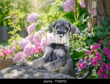 Standard Schnauzer Welpe, 8 Wochen alt Rüde, Salz-und Pfeffer drahtige Fell, in einer bunt blühende Garten, diese Rasse auch als Mittelschnauzer bekannt Stockfoto