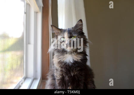 Langhaarige schildpatt Farbe Cat Porträt im Fenster Stockfoto