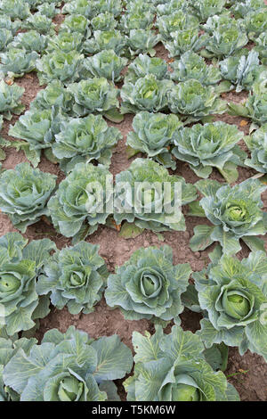 Weißkohl/niederländischen Kohl (Brassica oleracea convar. capitata var. alba) auf dem Feld Stockfoto