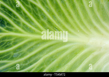 Weißkohl/niederländischen Kohl (Brassica oleracea convar. capitata var. alba) in der Nähe von Venen in Blatt Stockfoto