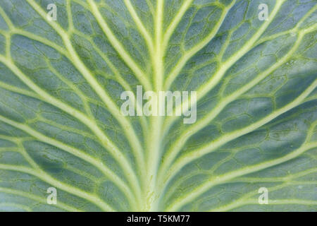 Weißkohl/niederländischen Kohl (Brassica oleracea convar. capitata var. alba) in der Nähe von Venen in Blatt Stockfoto