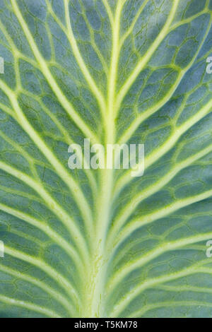 Weißkohl/niederländischen Kohl (Brassica oleracea convar. capitata var. alba) in der Nähe von Venen in Blatt Stockfoto