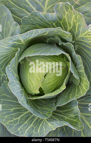 Weißkohl/niederländischen Kohl (Brassica oleracea convar. capitata var. alba) auf dem Feld Stockfoto