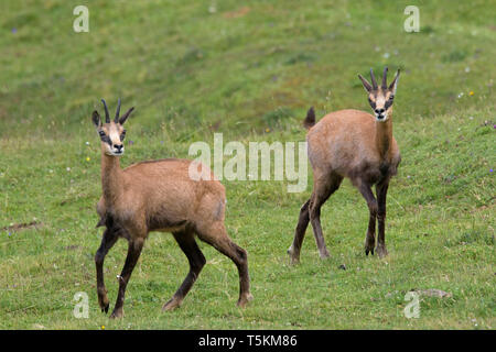 Zwei GEMSE (RUPICAPRA rupicapra) im Sommer auf der Alm/Alm in den Europäischen Alpen Stockfoto