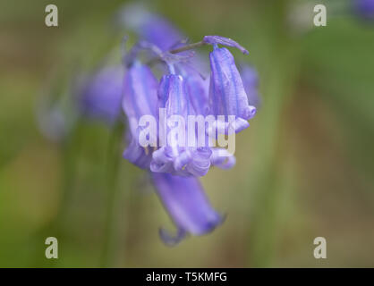 Abstraktes Bild der Bluebells, Middleton Woods, Skipton Stockfoto