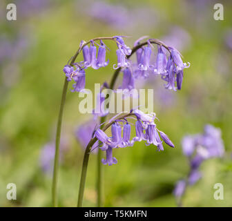 Bluebells, Middleton Woods, Skipton Stockfoto