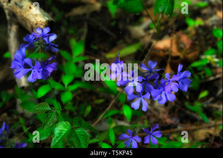 Frühling Wandern entlang Kiner Creek in Laurel Run Park in Churchill Tennessee, wo man Wildblumen sehen können, fließenden Bach und Laurel Run fällt ein 10 Stockfoto