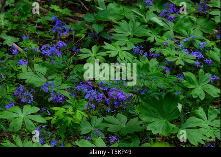 Frühling Wandern entlang Kiner Creek in Laurel Run Park in Churchill Tennessee, wo man Wildblumen sehen können, fließenden Bach und Laurel Run fällt ein 10 Stockfoto