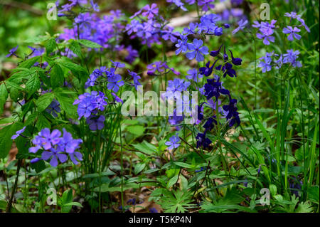 Frühling Wandern entlang Kiner Creek in Laurel Run Park in Churchill Tennessee, wo man Wildblumen sehen können, fließenden Bach und Laurel Run fällt ein 10 Stockfoto