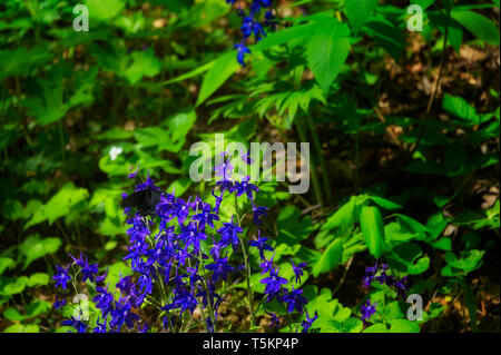 Frühling Wandern entlang Kiner Creek in Laurel Run Park in Churchill Tennessee, wo man Wildblumen sehen können, fließenden Bach und Laurel Run fällt ein 10 Stockfoto