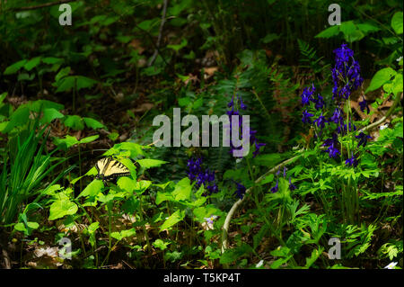 Frühling Wandern entlang Kiner Creek in Laurel Run Park in Churchill Tennessee, wo man Wildblumen sehen können, fließenden Bach und Laurel Run fällt ein 10 Stockfoto