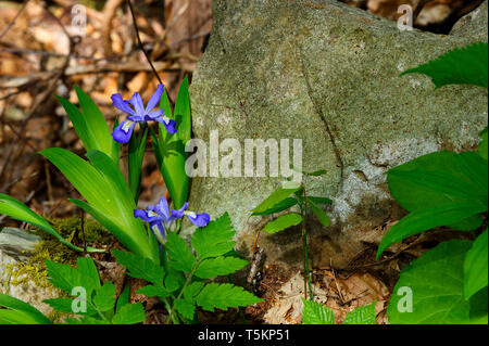 Frühling Wandern entlang Kiner Creek in Laurel Run Park in Churchill Tennessee, wo man Wildblumen sehen können, fließenden Bach und Laurel Run fällt ein 10 Stockfoto