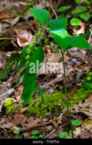 Frühling Wandern entlang Kiner Creek in Laurel Run Park in Churchill Tennessee, wo man Wildblumen sehen können, fließenden Bach und Laurel Run fällt ein 10 Stockfoto