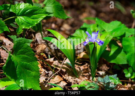 Frühling Wandern entlang Kiner Creek in Laurel Run Park in Churchill Tennessee, wo man Wildblumen sehen können, fließenden Bach und Laurel Run fällt ein 10 Stockfoto