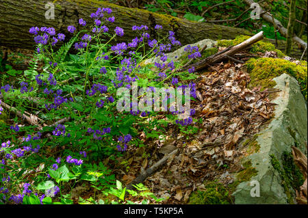 Frühling Wandern entlang Kiner Creek in Laurel Run Park in Churchill Tennessee, wo man Wildblumen sehen können, fließenden Bach und Laurel Run fällt ein 10 Stockfoto