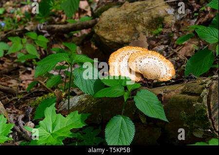 Frühling Wandern entlang Kiner Creek in Laurel Run Park in Churchill Tennessee, wo man Wildblumen sehen können, fließenden Bach und Laurel Run fällt ein 10 Stockfoto