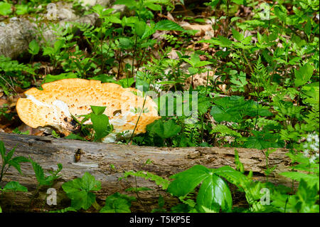 Frühling Wandern entlang Kiner Creek in Laurel Run Park in Churchill Tennessee, wo man Wildblumen sehen können, fließenden Bach und Laurel Run fällt ein 10 Stockfoto