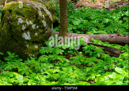 Frühling Wandern entlang Kiner Creek in Laurel Run Park in Churchill Tennessee, wo man Wildblumen sehen können, fließenden Bach und Laurel Run fällt ein 10 Stockfoto