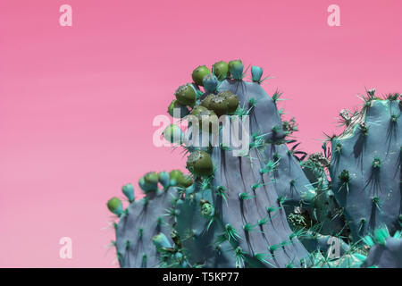 Surrealistische abstrakt blau thorny Cactus mit Spikes und kleinen Früchte gegen pink orange sky Stockfoto