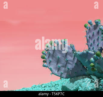 Surrealistische abstrakt blau thorny Cactus mit Spikes und kleinen Früchte gegen pink orange sky Stockfoto