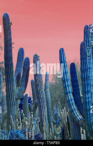 Surrealistisch abstrakte blaues Leuchten dornigen Kaktus in ariden Landschaft mit roten Himmel Stockfoto