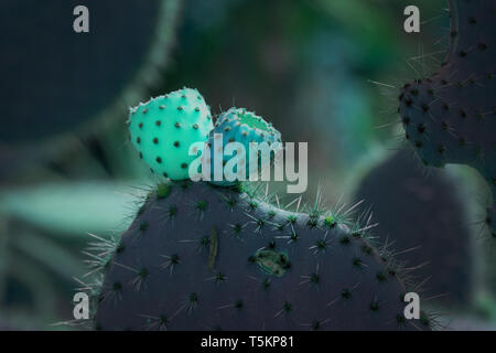 Surrealistisch abstrakte Glow thorny Cactus mit Spikes und kleinen Früchte Stockfoto