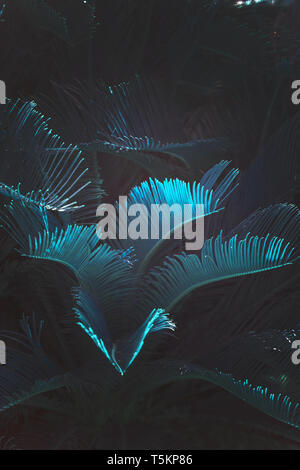 Surrealistisch abstrakte blaues Leuchten Mallorca endemisch Zwergpalme Chamaerops humilis üppige Blätter in surrealistischen abstrakt blau leuchten Stockfoto