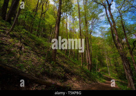 Frühling Wandern entlang Kiner Creek in Laurel Run Park in Churchill Tennessee, wo man Wildblumen sehen können, fließenden Bach und Laurel Run fällt ein 10 Stockfoto