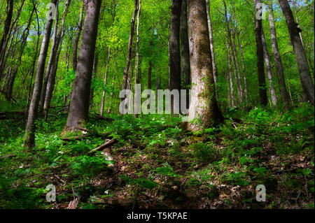 Frühling Wandern entlang Kiner Creek in Laurel Run Park in Churchill Tennessee, wo man Wildblumen sehen können, fließenden Bach und Laurel Run fällt ein 10 Stockfoto