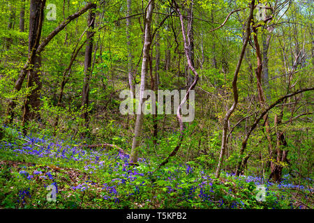 Frühling Wandern entlang Kiner Creek in Laurel Run Park in Churchill Tennessee, wo man Wildblumen sehen können, fließenden Bach und Laurel Run fällt ein 10 Stockfoto